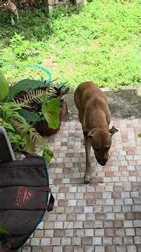 PEaCe!...💙 🇯🇲