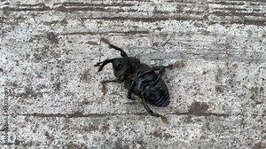 Insect lying in his back on ground unable to move. Trial and Error Failure concept