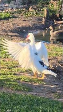 A Fluffing Duck #duck, #ducklingadventures, #birds, #birdwatching, #nature, #wildlife, #cuteanimals