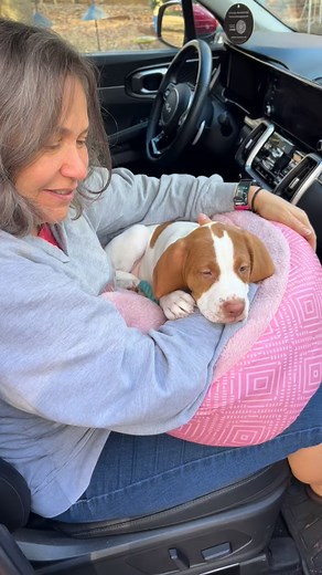 Austin has new home with us!!! Thank you Basset Hound Rescue of Georgia!! @basset_hound_rescue_of_ga #basset #adoptdog | Dean Crownover