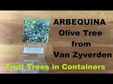 Planting an ARBEQUINA Olive Tree in a Container - Van Zyverden // from Campbell’s Freedom Farm