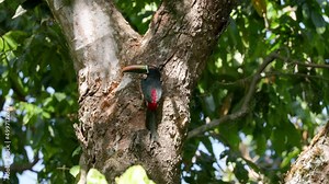 a fiery-billed aracari flies in and starts building a nest hollow in a tree at manuel antonio national park of costa rica