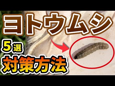 野菜を全滅させるヨトウムシ・ネキリムシ対策【５選】どこを探す？どう対策する？
