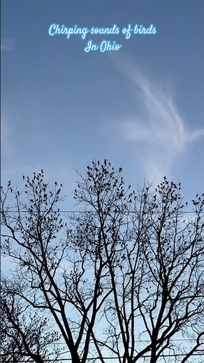 Chirping sounds of birds in Ohio