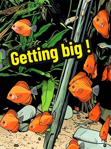 Discus breeding #discus #fishkeeping #fish #auction #fishclub