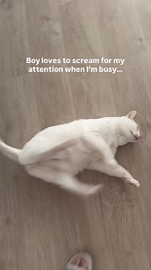 Boy’s favourite time to perform his flips is when I’m busy and not giving him attention. He knows exactly how to distract me and I’m here for it 😂🙌🏼 we’ve been repeating this cycle for half an hour now and I can’t seem to get anything done… I think I have a toddler #catreels #catsoffacebook #funnycat #catmom #catlovers #catlife #cattricks #frontflip | Boy the Flip Cat