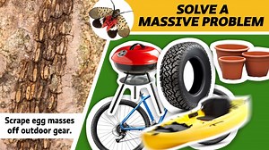 The spotted lanternfly is an invasive pest that attaches its egg masses to hard outdoor surfaces. As the spotted lanternfly grows and develops it feeds on a wide array of plants and trees, upending local ecosystems and killing crops. Help plants fight back – learn to spot and destroy egg masses. https://www.aphis.usda.gov/aphis/resources/pests-diseases/hungry-pests/slf/spotted-lanternfly | HungryPests - USDA | Facebook