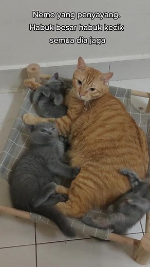 Nemo the BabySitter: Caring for Baby Turtles