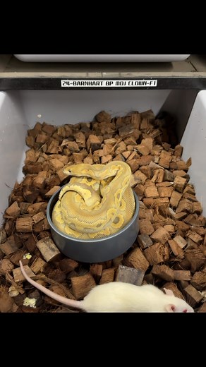 Barnhart Black Pastel Mojave Clown #rtvaexotics #ballpythonmorphs #ballpythonofinstagram #ballpythonsofig #ballpythonbreeder #ballpythonbreeding #ballpythonph #ballpythonmorph #ballpythoncollection #reptilelove #reptilefanatics #snakebreeders #snakes #snakesofinstagram #snakesofig #snakebreeding #exoticanimals | RTVA Exotics