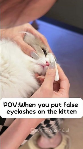 When you put false eyelashes on the kitten 🐱👀