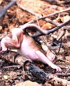 115K views · 1K reactions | “Newborn Monkey Left Alone – You Won’t Believe What Happens Next!” more video in comments | Kosal Team | Facebook