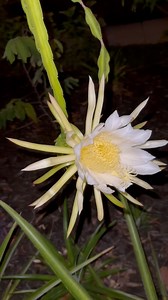 333K views · 14K reactions | First Dragonfruit Flower! | Gray Davis | Facebook