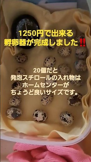 1250円で孵卵器を手作りする方法❗