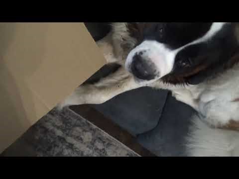 the new pyle stereo reciever it works great