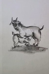 4.8M views · 20K reactions | Bringing Life to Paper A Realistic Goat Sketch #RealisticSketch #GraphiteArt | Brahmastra | Facebook