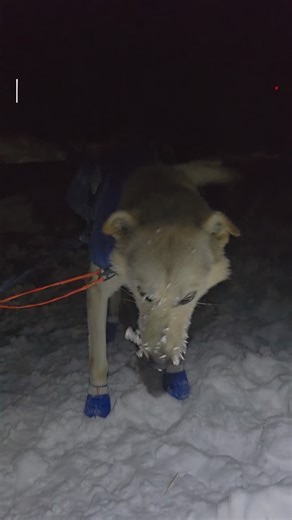 At –30°F, frost on a sled dog isn’t danger, it’s physics. 🤌🏻 Warm breath meeting cold air. What may look extreme to some is simply happy, hydrated, working sled dogs doing what they love. #sleddogs #workingdogs #huskylife #science #doglover | 49th State Sled Dogs