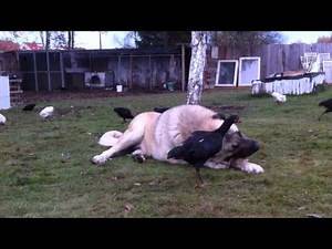 Turkish Kangal Eating Bone