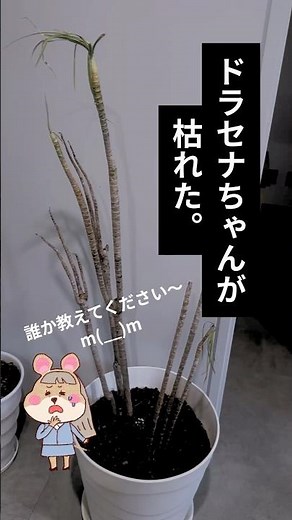 【助けて下さい。】ドラセナ枯れた！？🥲#観葉植物 #ドラセナ #オフィス #緑