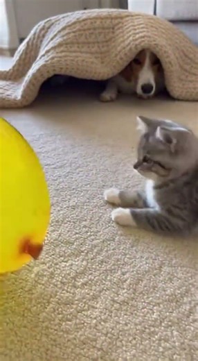 Kitten’s balloon fun makes friends a little more playful and curious #cute #kitten #fun