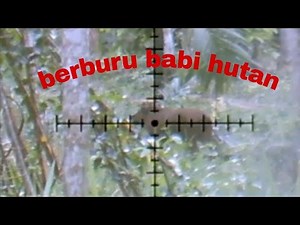 Hunting wild boar using PCP Jawa od 27 6000psi