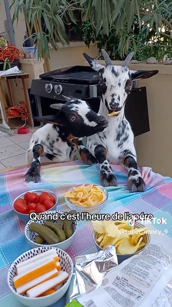 Chevre: The Perfect Snack for Apero Time