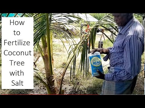 How to Fertilize and protect Coconut tree with Sea Salt / Organic manure and Fertilizer application