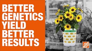 Vigoro 2 QT Crossandra Firecracker Flower 'Orange Marmalade' Orange Annual Plant 1005991306