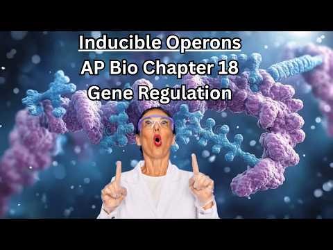 Inducible Operon Model - AP Bio Chapter 18 Gene Regulation