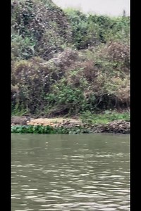 25K views · 111 reactions | Tapirs swim calmly while jaguars watch from the bank Tapir swimming like a jaguar Watching from the riverbank  | Nature and Wildlife | Facebook