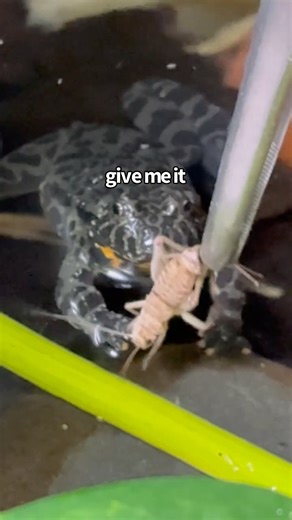 Tong-Feeding my Fire Bellied Toads!