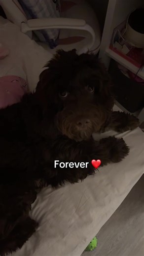 My little toebeans #dogtok #cockapoo