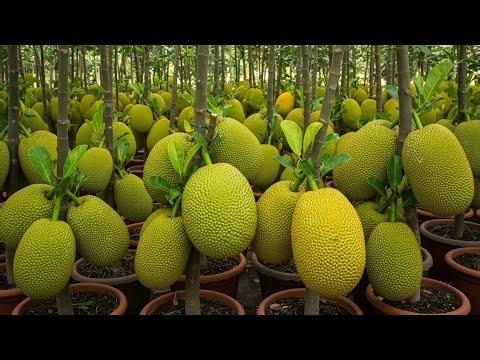 Using this method can​ grow jackfruit trees fruit to get real results 100% / jackfruit tree growing