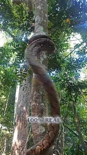 These Animals Sound Fake… But They’re 100% REAL 😱 #shorts #facts #animalfacts