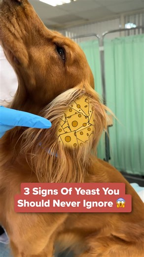 If your dog won’t stop licking paws or shaking their head, it’s worth paying attention. These behaviours often point to gut imbalance. When digestion is off, yeast can become harder to manage. Supporting the gut each day may help: 🔵 Maintain normal yeast levels 🔵 Ease signs of irritation 🔵 Improve day-to-day comfort Learn more about the signs and how a daily probiotic may help. | PetLab Co.
