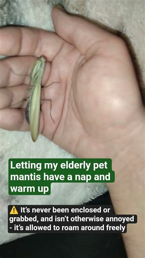 Pet mantis taking a nap