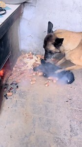 974K views · 3.6K reactions | Hero Dog Alerts Owner to Fire!  | Entertaining World | Facebook