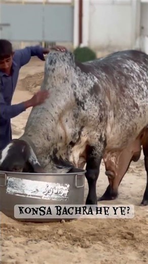Chota Don ✨👀 Bachola 🤍 #cow #viralvideo #chotadon