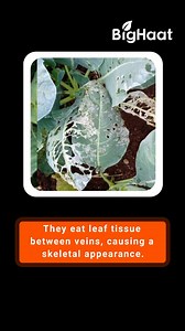 4K views · 23 reactions | The larvae of DBM or Diamondback Moth feed...