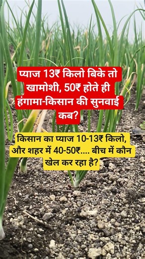 प्याज 13₹ किलो बिके तो खामोशी, 50₹ होते ही हंगामा-किसान की सुनवाई कब?