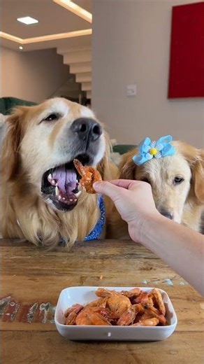 Golden Retrievers Try Shrimp for the First Time 🍤 | Cute & Funny Dog Reaction
