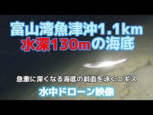 【海底映像】富山湾 魚津沖1.1km 水深130mの海底で出会ったニギス