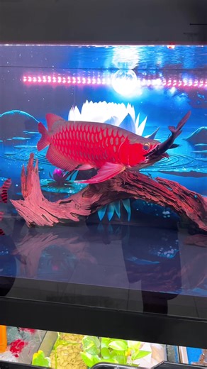 Thế là mất toi con phụ kiện 🤪#caronghuyetlong #huyetlong #carong #cacanh