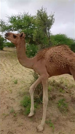 Baby Camel Got Scared and Ran Away! 🐪😲