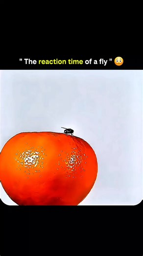 courteous007 on Instagram: "The reaction time of a fly is one of nature’s biggest flexes, hidden inside a creature smaller than your fingertip. While we move through moments one frame at a time, a fly processes the world in rapid bursts—seeing motion far faster than we can and reacting before danger even reaches it. That split-second jump, that impossible escape, all comes from a nervous system designed for pure survival and speed. Watching it move feels like watching time slow down, reminding u