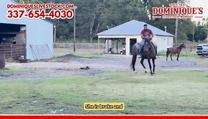 Dominique's Livestock Market on Reels