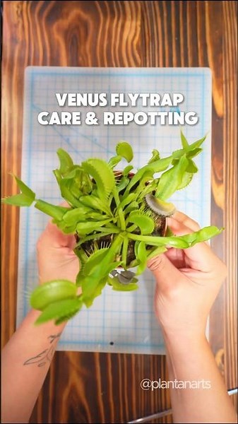 How to Repot and Care for your Venus Flytrap. #venusflytrap #carnivorousplants