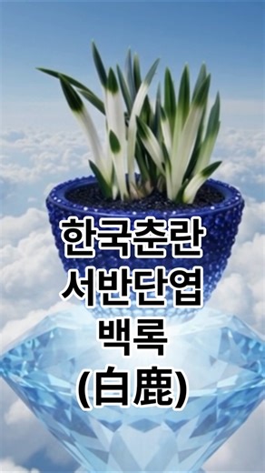 [한국춘란 명감] 신선이 타던 하얀 사슴, 서반단엽 '백록' #한국춘란 #춘란 #백록 #설악 #서반단엽 #단엽서반 #천향원tv