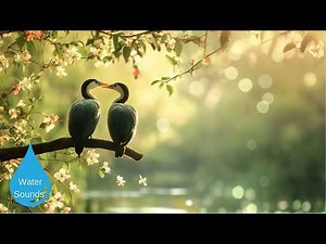 Spring Piano 🌸 Gentle & Peaceful Music for Reflection and Calm ヒーリングピアノ春BGM