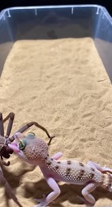 274K views · 995 reactions | A hungry gecko meets an angry spider in a shocking face-off! Watch this intense battle of speed, stealth, and survival as the gecko tries to strike while the spider fights back with lightning-fast moves. Perfect nature-drama caught in the wild! #SpiderVsGecko #WildShowdown #NatureBattle #AnimalFight #SpiderAttack #GeckoHunt #WildlifeReel #ViralReels #SpiderVerseWild #NatureShorts | SpiderVerse Wild | Facebook