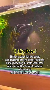 Snakehead spawning 🥹🥹 #guppies # #aquariumlife #fishkeeper #fishtank #viral #trending | Albert's Guppy Adventure
